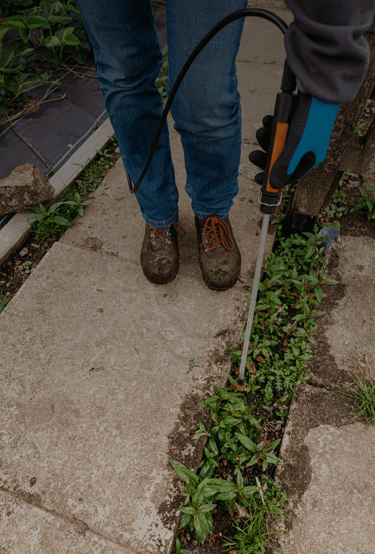 Person using sprayer on pathway plants